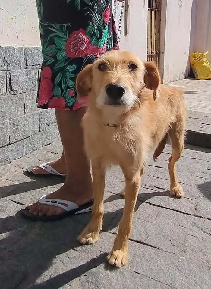 Cachorro ra a SRD-ViraLata idade 2 anos nome Magnus