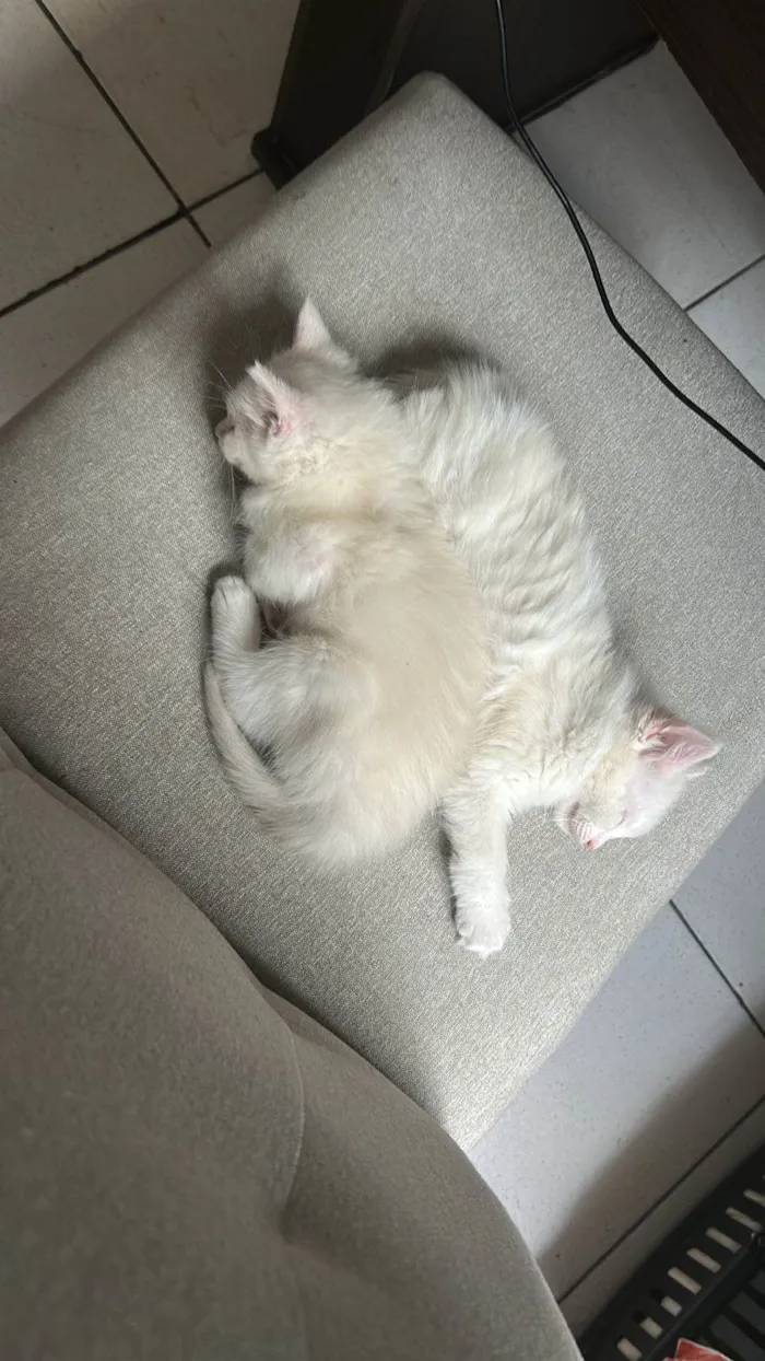 Gato ra a SRD-ViraLata idade 2 a 6 meses nome Sol e lua