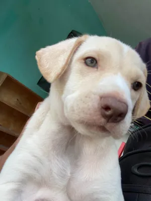 Cachorro raça Perdigueiro idade 2 a 6 meses nome Isaac 
