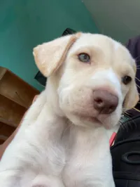 Cachorro ra a Perdigueiro idade 2 a 6 meses nome Isaac 