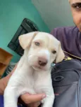 Cachorro ra a Perdigueiro idade 2 a 6 meses nome Isaac 