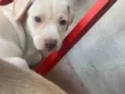 Cachorro ra a Perdigueiro idade 2 a 6 meses nome Isaac 