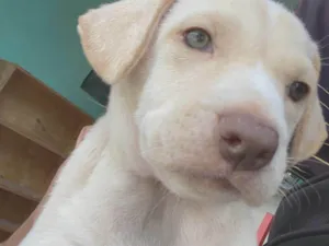 Cachorro raça Perdigueiro idade 2 a 6 meses nome Isaac 