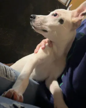 Cachorro ra a SRD-ViraLata idade 2 a 6 meses nome Não tem 