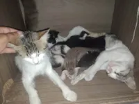 Gato raça SRD-ViraLata idade Abaixo de 2 meses nome Branca 