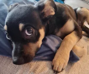 Cachorro ra a SRD-ViraLata idade 2 a 6 meses nome Lulu 