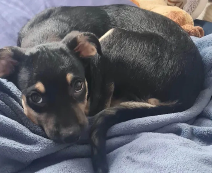 Cachorro ra a SRD-ViraLata idade 2 a 6 meses nome Lulu 