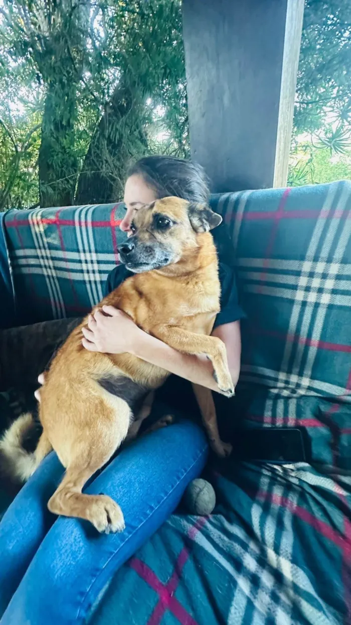 Cachorro ra a SRD-ViraLata idade 2 anos nome Chorão 