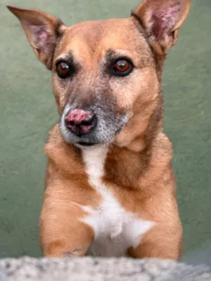 Cachorro ra a SRD-ViraLata idade 6 ou mais anos nome Princesa