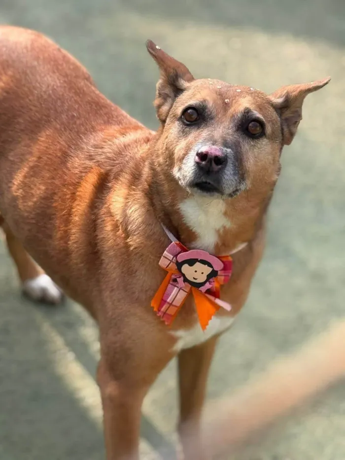 Cachorro ra a SRD-ViraLata idade 6 ou mais anos nome Princesa