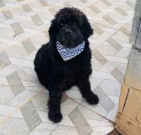 Cachorro ra a Poodle idade 5 anos nome Joaquim