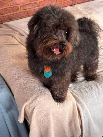 Cachorro raça SRD-ViraLata idade 4 anos nome Dudu