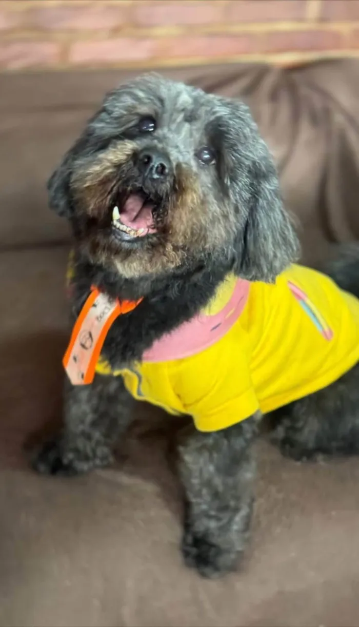 Cachorro ra a SRD-ViraLata idade 4 anos nome Dudu