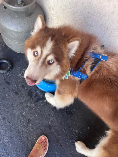 Cachorro ra a Husky Siberiano idade 2 anos nome Braavos 