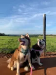 Cachorro ra a Husky Siberiano idade 2 anos nome Braavos 