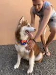 Cachorro ra a Husky Siberiano idade 2 anos nome Braavos 