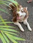 Cachorro ra a Husky Siberiano idade 2 anos nome Braavos 