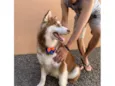 Cachorro ra a Husky Siberiano idade 2 anos nome Braavos 