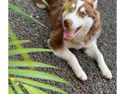 Cachorro ra a Husky Siberiano idade 2 anos nome Braavos 