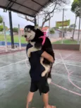 Cachorro ra a Husky Siberiano idade 2 anos nome Holly 