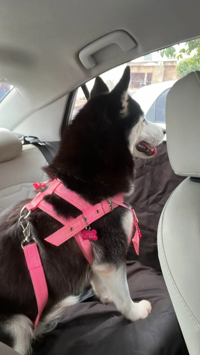 Cachorro ra a Husky Siberiano idade 2 anos nome Holly 