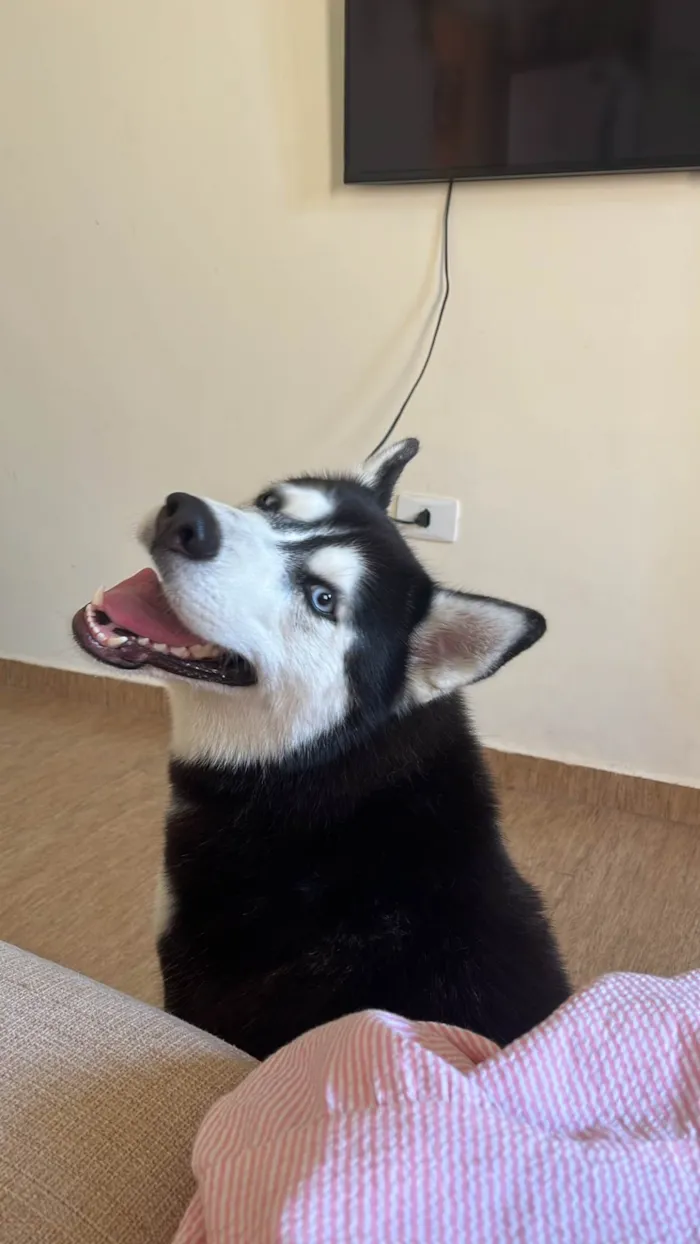 Cachorro ra a Husky Siberiano idade 2 anos nome Holly 