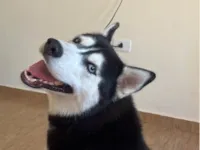 Cachorro raça Husky Siberiano idade 2 anos nome Holly 