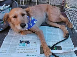 Cachorro raça SRD-ViraLata idade 2 anos nome Magnus