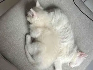 Gato ra a SRD-ViraLata idade 2 a 6 meses nome Sol e lua