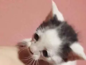 Gato raça SRD-ViraLata idade Abaixo de 2 meses nome Nicolas Melo