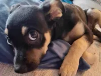 Cachorro raça SRD-ViraLata idade 2 a 6 meses nome Lulu 