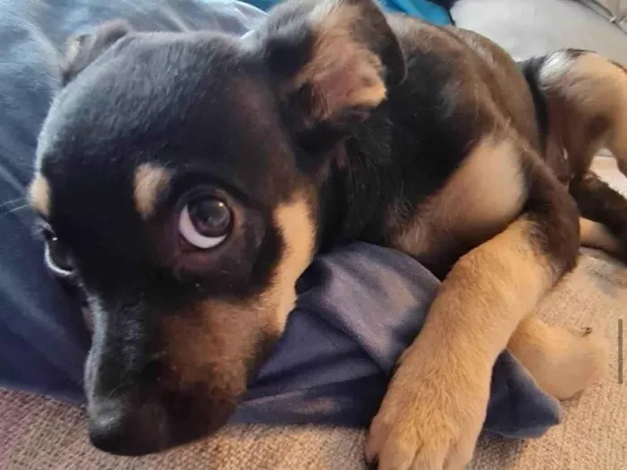 Cachorro raça SRD-ViraLata idade 2 a 6 meses nome Lulu 