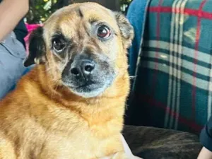 Cachorro raça SRD-ViraLata idade 2 anos nome Chorão 