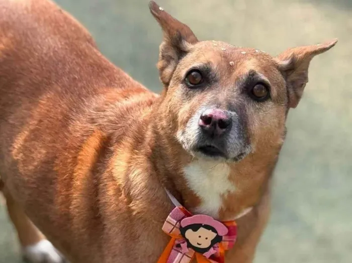 Cachorro raça SRD-ViraLata idade 6 ou mais anos nome Princesa