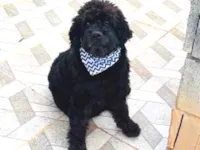 Cachorro raça Poodle idade 5 anos nome Joaquim