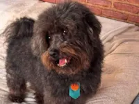 Cachorro raça SRD-ViraLata idade 4 anos nome Dudu