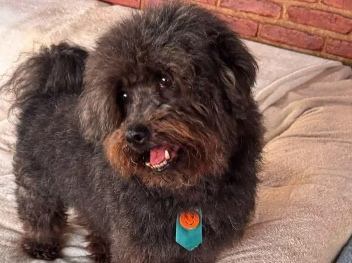 Cachorro raça SRD-ViraLata idade 4 anos nome Dudu