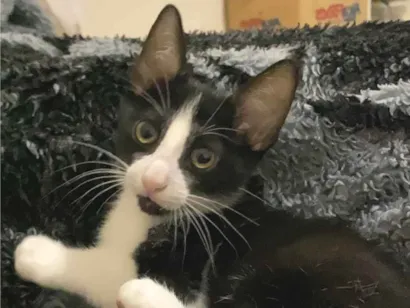 Gato raça SRD-ViraLata idade 2 a 6 meses nome tom