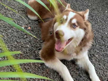 Cachorro raça Husky Siberiano idade 2 anos nome Braavos 