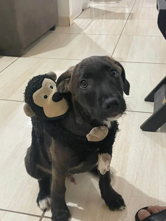 Cachorro ra a SRD-ViraLata idade 2 a 6 meses nome Filhote dócil e bonzinho.