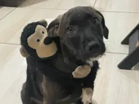 Cachorro ra a SRD-ViraLata idade 2 a 6 meses nome Filhote dócil e bonzinho.