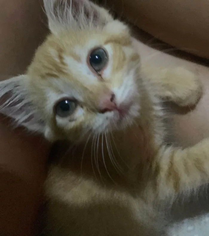 Gato ra a SRD-ViraLata idade 2 a 6 meses nome Safira