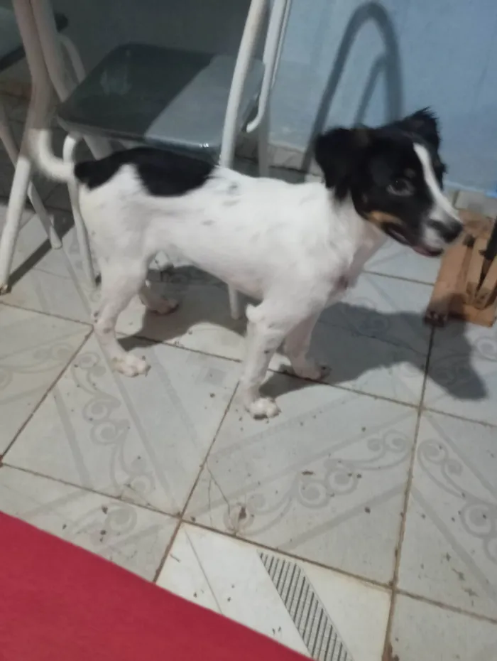 Cachorro ra a SRD-ViraLata idade 2 a 6 meses nome ROSALIA NASCIMENTO VIEIRA