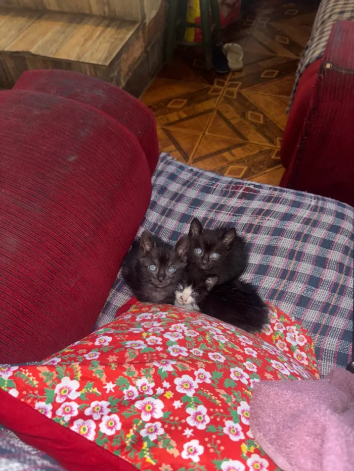 Gato ra a SRD-ViraLata idade Abaixo de 2 meses nome Gatinho 