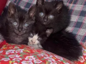 Gato raça SRD-ViraLata idade Abaixo de 2 meses nome Gatinho 
