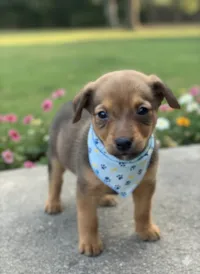 Cachorro raça SRD-ViraLata idade 2 a 6 meses nome Luigi