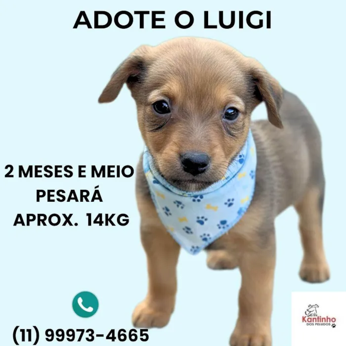 Cachorro ra a SRD-ViraLata idade 2 a 6 meses nome Luigi