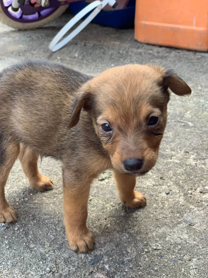 Cachorro ra a SRD-ViraLata idade 2 a 6 meses nome Luigi