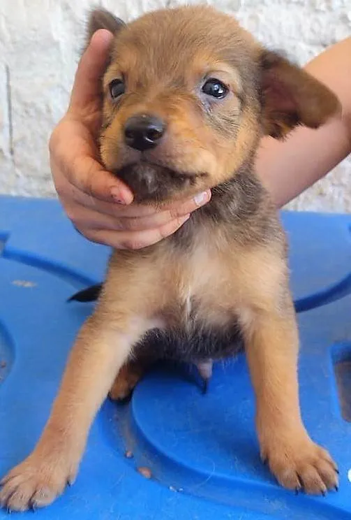 Cachorro ra a SRD-ViraLata idade 2 a 6 meses nome Luigi