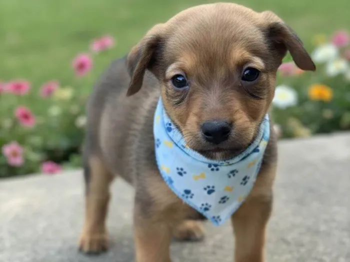 Cachorro raça SRD-ViraLata idade 2 a 6 meses nome Luigi